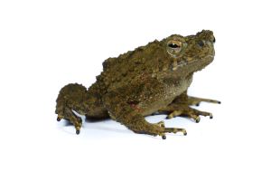 Phrynoidis (Bufo) asper, moyen